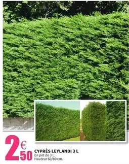 E.Leclerc Cyprès leylandi 3 l offre