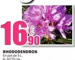E.Leclerc Rhododendron offre