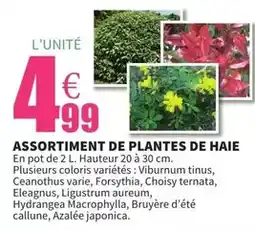 E.Leclerc Assortiment de plantes de haie offre
