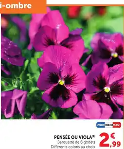 Bi1 Pensée ou viola offre