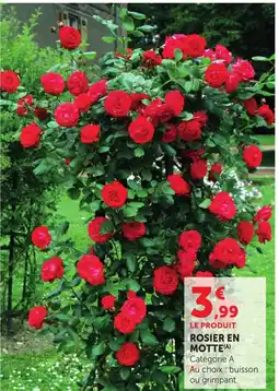 Bi1 Rosier en motte offre