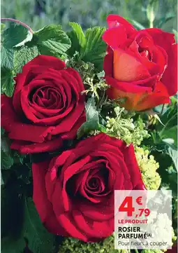 Bi1 Rosier parfumé offre