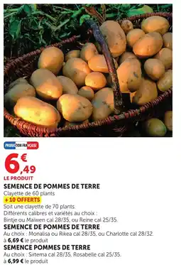 Bi1 Semence de pommes de terre offre
