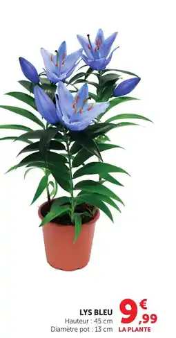 Bi1 Lys bleu offre