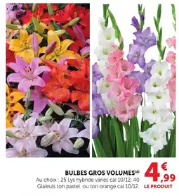 Bi1 Bulbes gros volumes offre