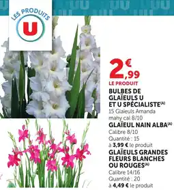 Bi1 Bulbes de glaïeuls u offre