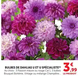 Bi1 Bulbes de dahlias u et u spécialiste offre