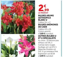 Bi1 Bulbes arums aethiopica blanc u offre