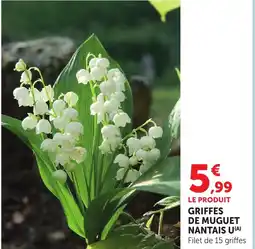 Bi1 Griffes de muguet nantais u offre