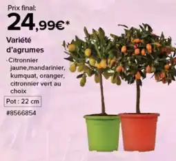 Costco Variété d'agrumes citronnier offre