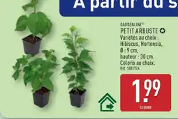 ALDI PETIT ARBUSTE offre