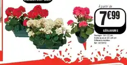 La Foir'Fouille Géraniums offre