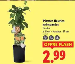 Lidl Plantes fleuries grimpantes offre