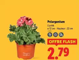 Lidl Pelargonium offre