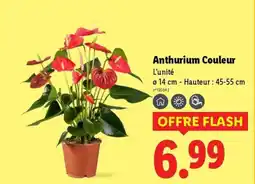 Lidl Anthurium Couleur offre