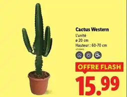 Lidl Cactus Western offre