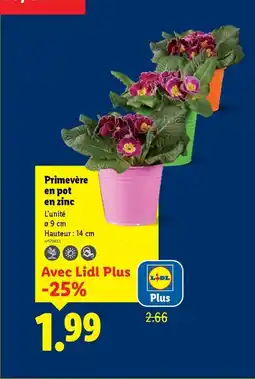 Lidl Primevère en pot en zinc offre