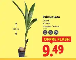 Lidl Palmier Coco offre