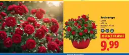 Lidl Rosier coupe offre