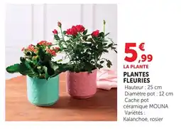 Bi1 Plantes fleuries offre