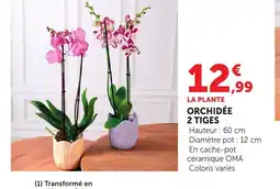 Bi1 Orchidée 2 tiges offre