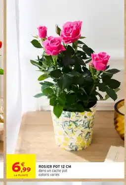 Intermarché Contact Rosier pot offre