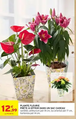 Intermarché Contact Plante fleurie prête à offrir dans un sac cadeau offre