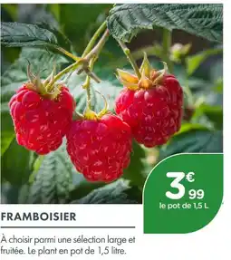Point Vert Framboisier offre