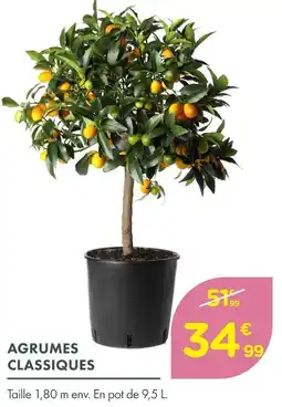 Point Vert Agrumes classiques offre