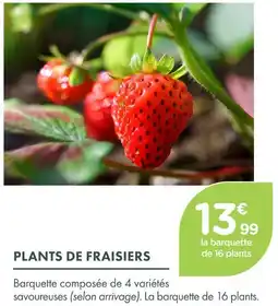 Point Vert Plants de fraisiers offre