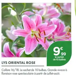 Point Vert Lys oriental rose offre