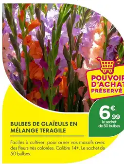Point Vert Teragile bulbes de glaïeuls en mélange offre