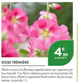 Point Vert Rose trémière offre