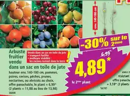 Norma Arbuste fruitier vendu dans un sac en toile de jute offre