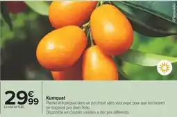 Carrefour Kumquat offre