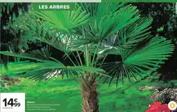 Carrefour Peluche offre