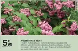 Carrefour Facile - arbuste de haie fleurie offre