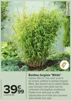 Carrefour Bambou fargesia nitida offre