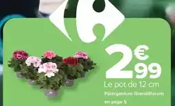 Carrefour Pélargonium grandiflorum offre