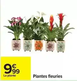 Carrefour Plantes fleuries offre