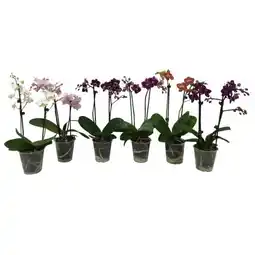 Carrefour Orchidée 2 tiges offre