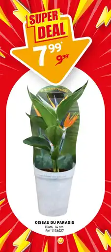 Trafic Oiseau du paradis offre