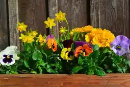 Jardiland Jardinière fleurie offre