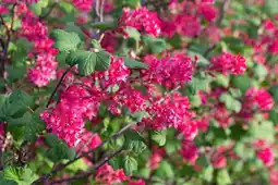 Jardiland Groseillier à fleurs offre