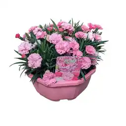 Jardiland Coupe d'œillets offre