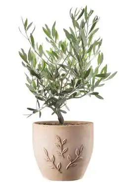 Jardiland Ecloz pot amano ecloz offre
