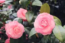 Jardiland Ecloz camélia de jardin ecloz offre