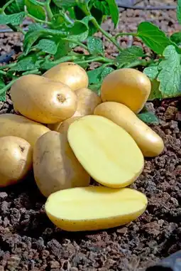 Jardiland Pomme de terre charlotte offre