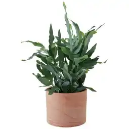 Jardiland Pot cylindre offre