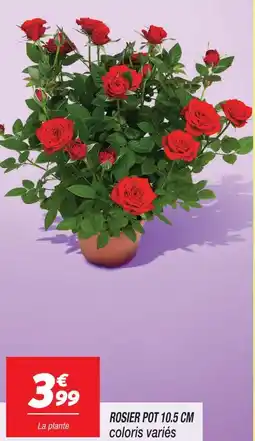 Netto Rosier pot 10.5 cm offre